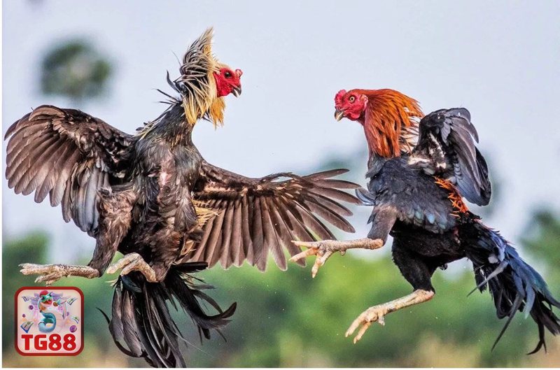 Đá Gà Cựa Sắt - Vì sao kỹ thuật trở thành yếu tố then chốt Đá Gà Cựa Sắt - Vì sao kỹ thuật trở thành yếu tố then chốt