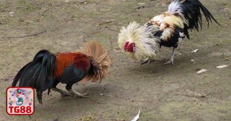 Thuật ngữ đá gà - Sới gà và các vai trò quan trọng Thuật ngữ đá gà - Sới gà và các vai trò quan trọng