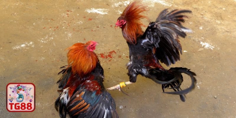 Thuật ngữ đá gà - Nhử gà và hất gà Thuật ngữ đá gà - Nhử gà và hất gà